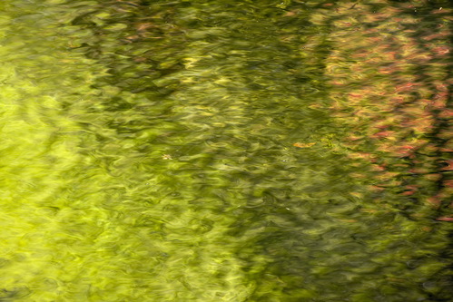 Tennessee;Allardt;Colditz Cove;Textures;Shapes;Patterns;Abstractions;Abstract;Reflections;Reflection